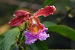 Flowers/IMG_8457