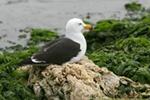 Paracas/IMG_2646