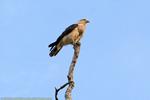 Birds/IMG_7433