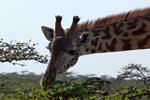 Emakoko/IMG_9938