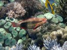 Underwater/OI000196_fixed