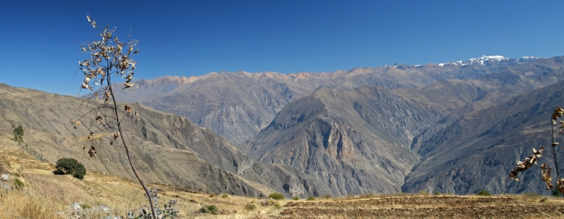 Colca Panorama