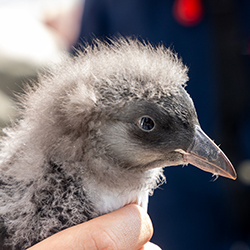 Iceland &  Greenland